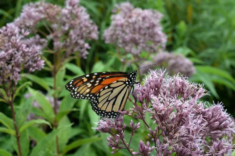 A monarch butterfly sitting on a cluster of purple flowers