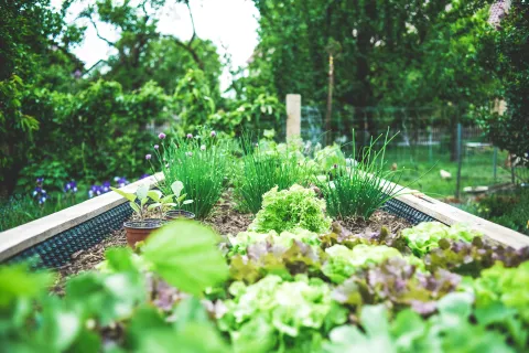 Containers of plants