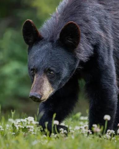 Photo of a black bear