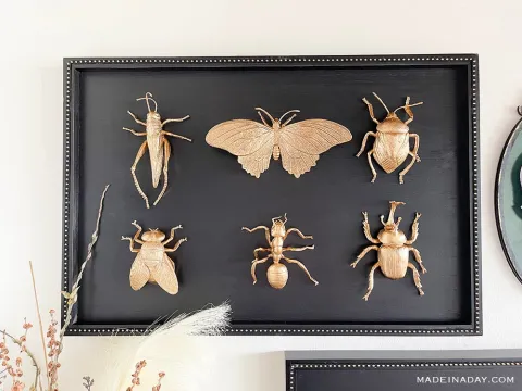 Taxidermy Bugs