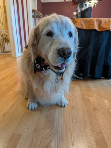 Ryder, the Pet Therapy Dog