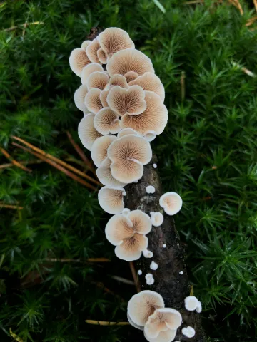 Mushrooms growing on a log
