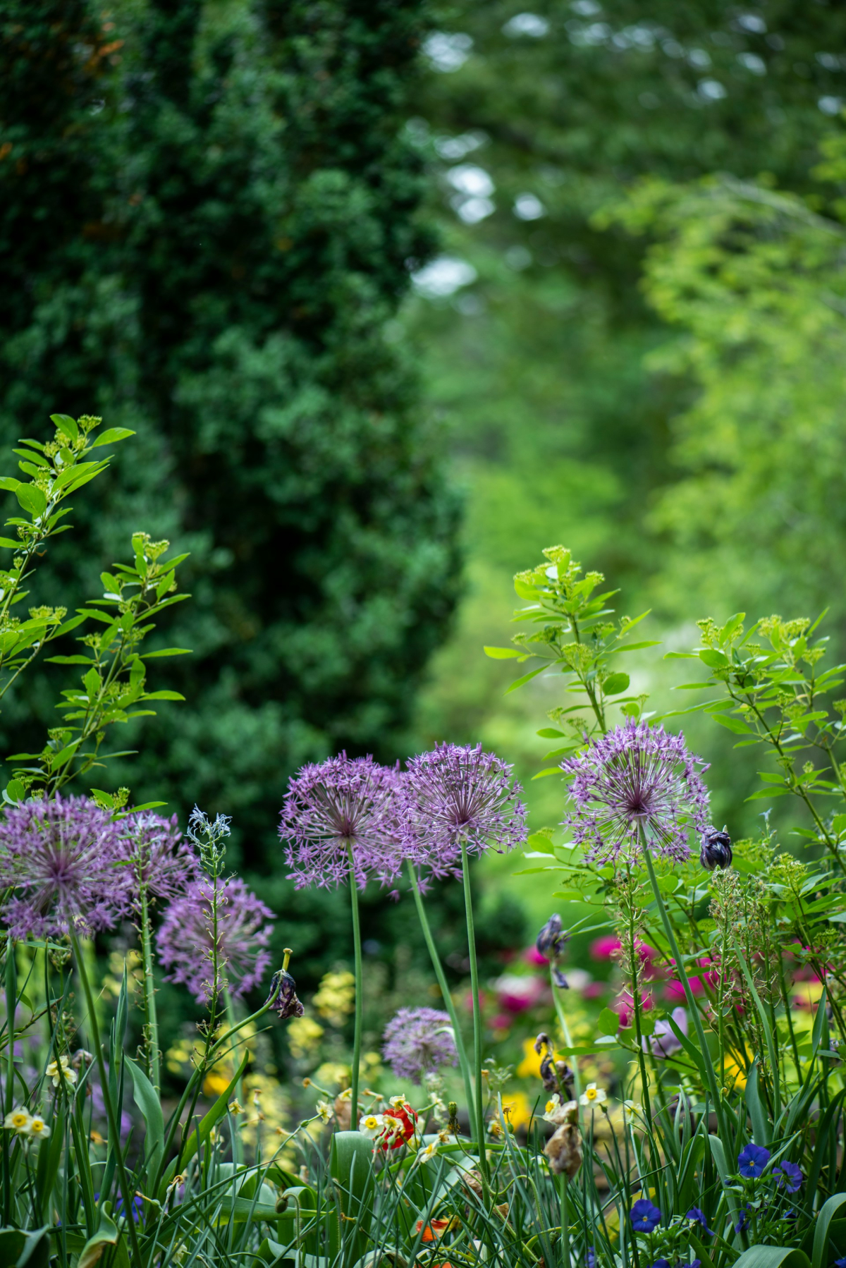 Image of a field of flowers